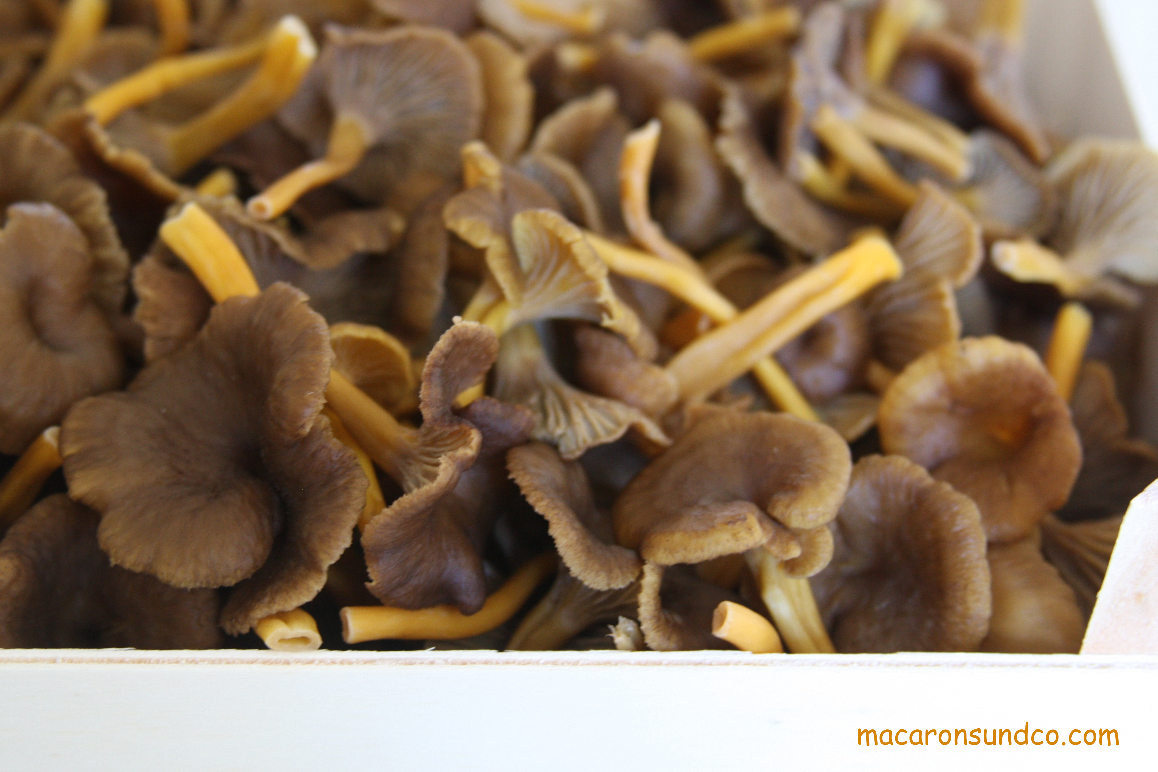 Champignons IMG_0515