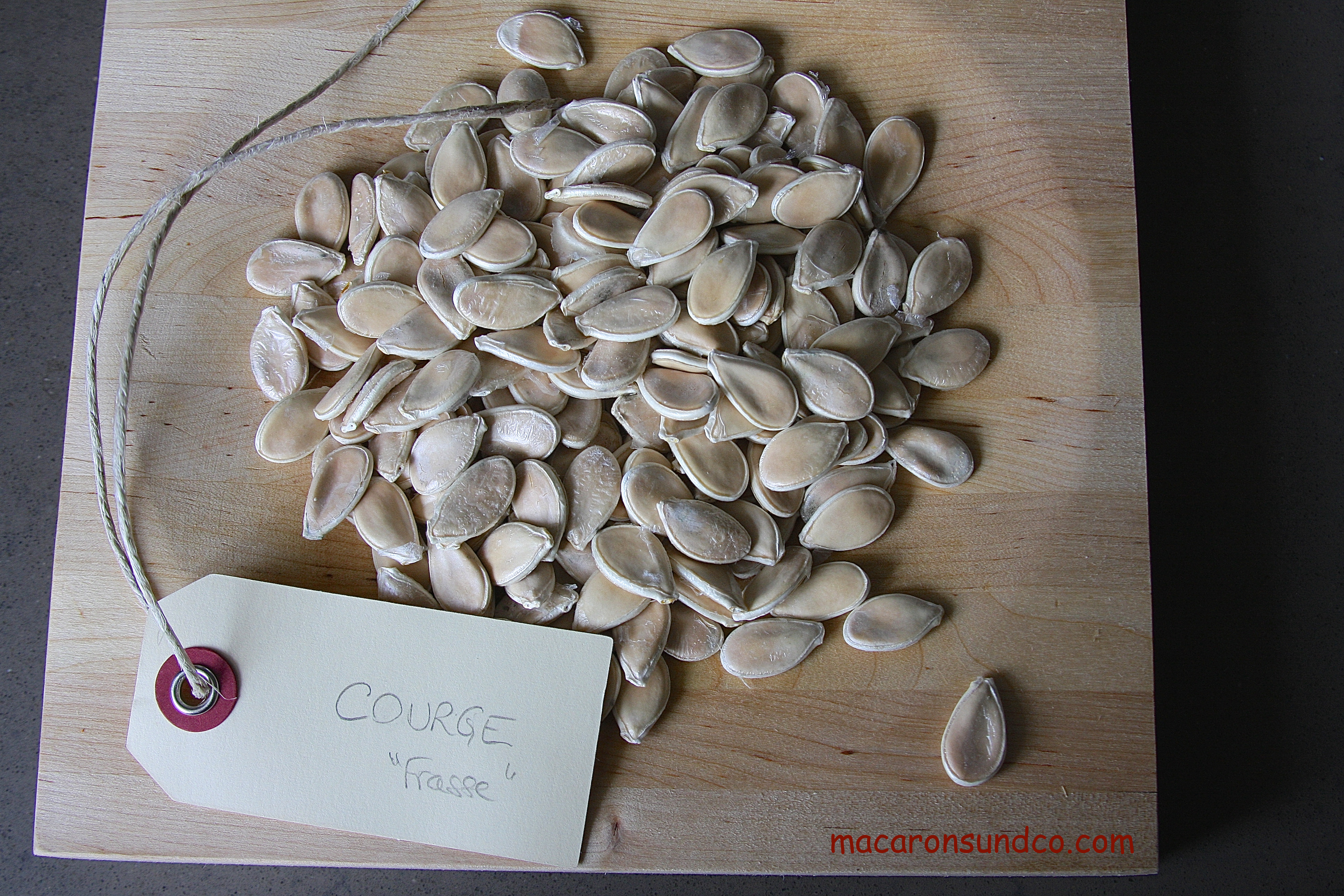 Graines Courge IMG_0566