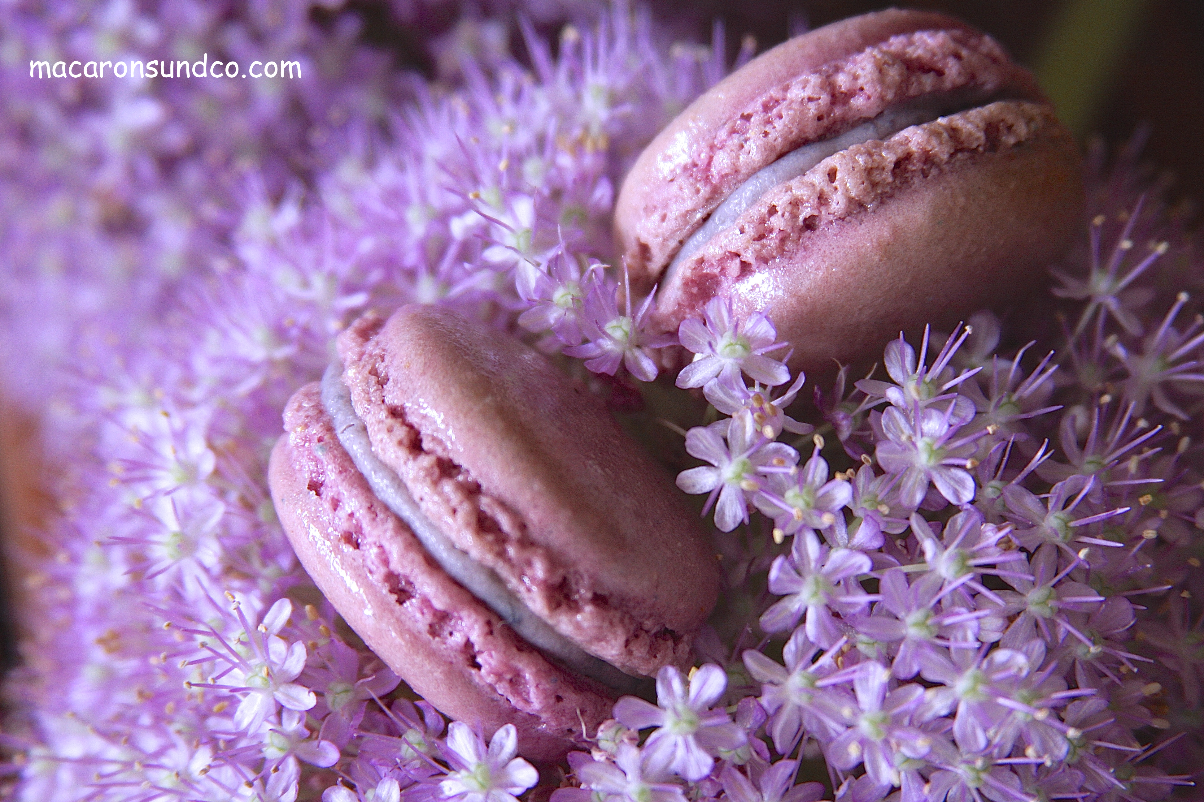 Macarons violets IMG_0314